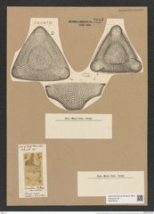 Triceratium montereyi Brightw. (de-Toni-Nr.: Genus 140, Species 3732) Zeichnungen Sammlung Grunow Nr. 7242 (NHMW-BOT-W0376240)